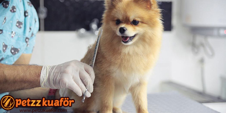 Köpek Makas Traşı Evcil Hayvan Kuaförü Köpek Makas Traşı